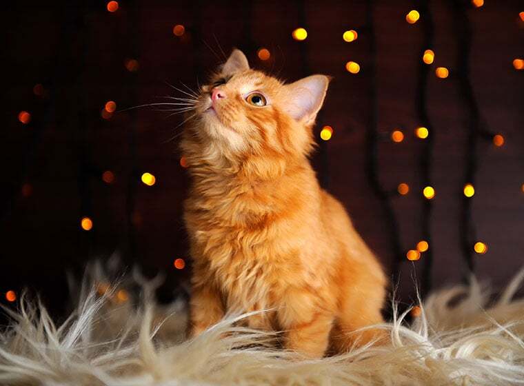 Silvester Mit Katze Stressfrei Ins Neue Jahr Zooroyal