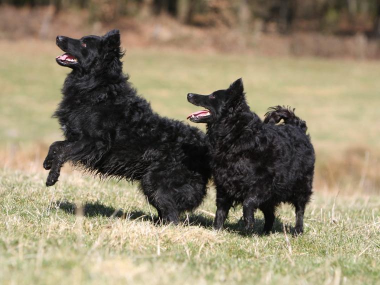 Mudi Charakter, Größe & Erziehung Steckbrief