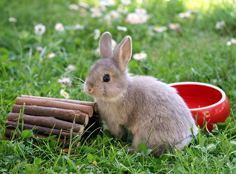 Kaninchen Beschäftigung Spielzeug Für Kaninchen Zooroyal