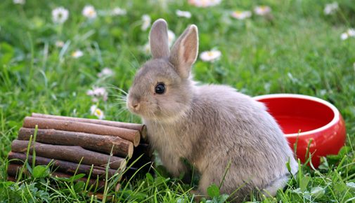 Kaninchen Beschäftigung: Spielzeug für Kaninchen