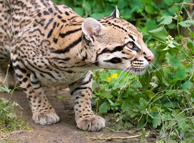 Ozelot Charakter Gr e Erziehung Steckbrief ozelot-charakter-gr-e-erziehung-steckbrief