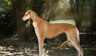 Saluki