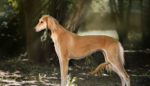 Saluki