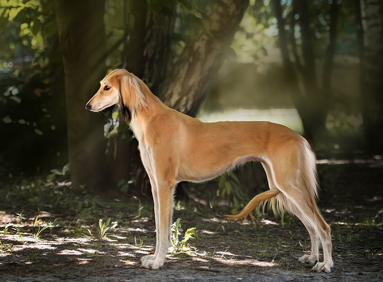 saluki coat