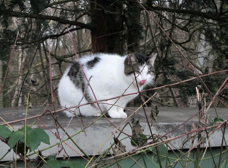 Streunerkatzen Interview Mit Dem Katzenschutzbund