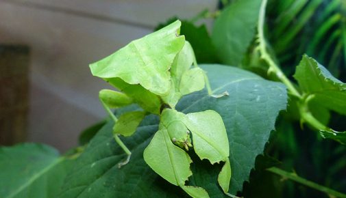 Wandelndes Blatt