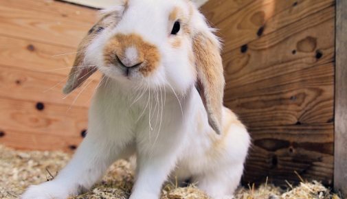 Kaninchen stubenrein bekommen