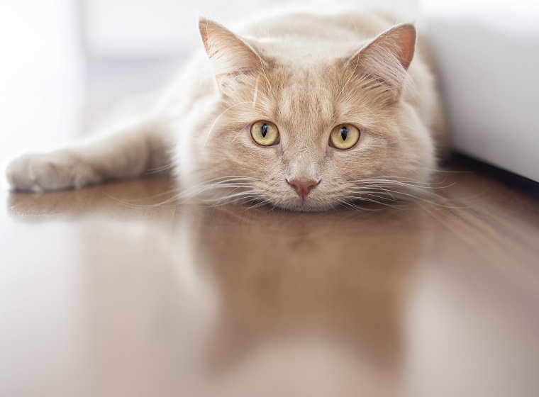 Katze Einzelhaltung Wohnung