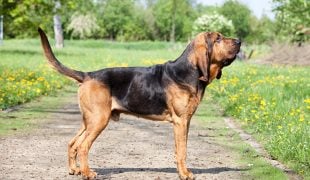 Bloodhound