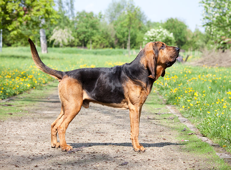 Bloodhound im Rasseportrait ZooRoyal