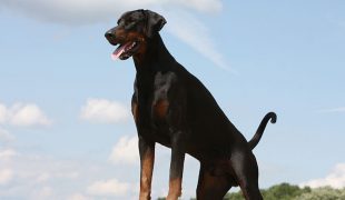 Dobermann