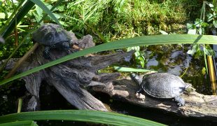 europäische Sumpfschildkröte