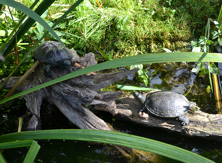Europäische Sumpfschildkröte im Portrait ZooRoyal Magazin