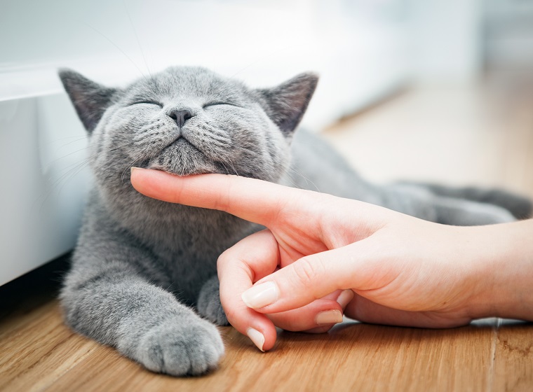 Liebe Katzen At