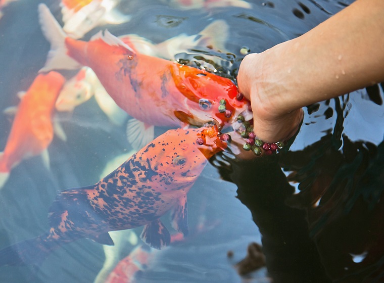 Teichfische in jeder Jahreszeit richtig füttern