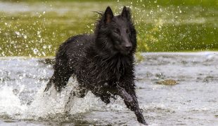 Groenendael: Belgischer Schäferhund