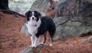 Mini Australian Shepherd