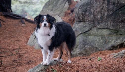 Mini Australian Shepherd