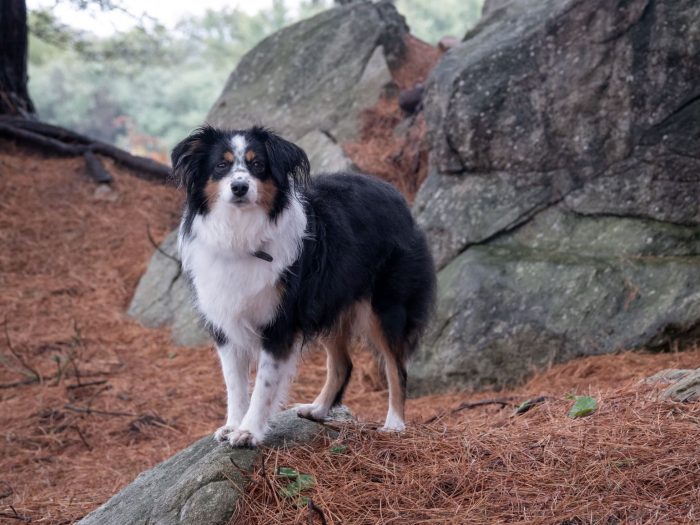 Mini Australian Shepherd Charakter, Größe & Erziehung Steckbrief