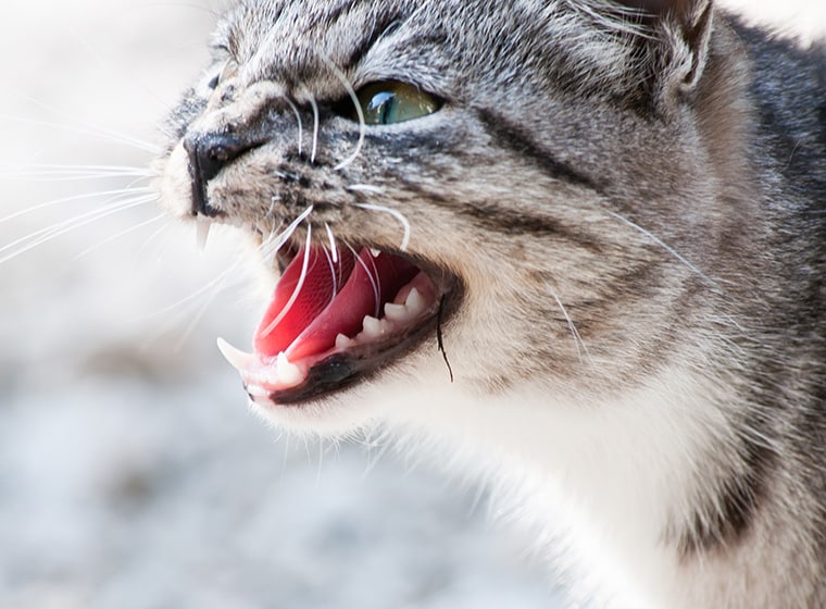 Katze Legt Sich Ständig Hin