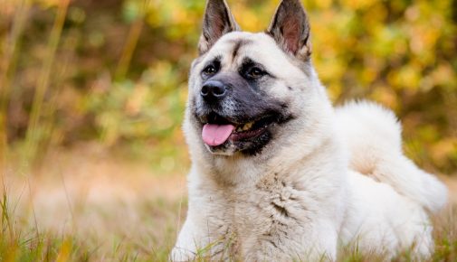 American Akita