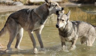 Saarloos Wolfhund