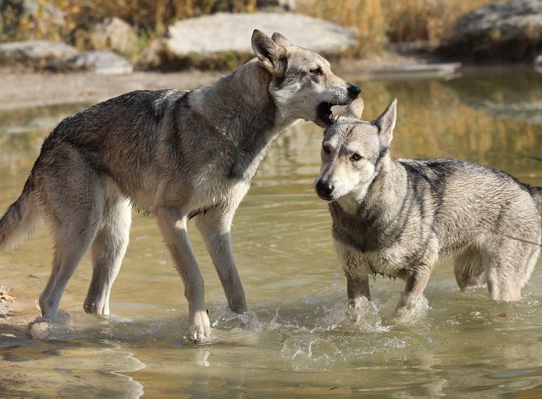 Saarloos Wolfhund im Rasseportrait | ZooRoyal Magazin