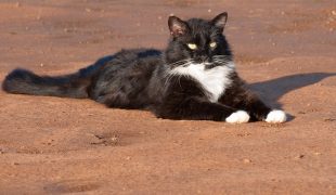 Tuxedo Cats: Katzen im Smoking