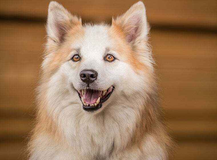 Hundesprache 10 Irrtümer Zooroyal Magazin