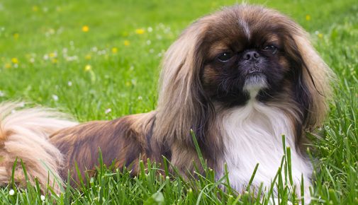 Pekingese