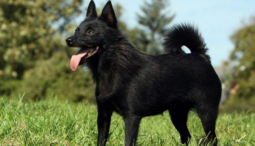 Schipperke