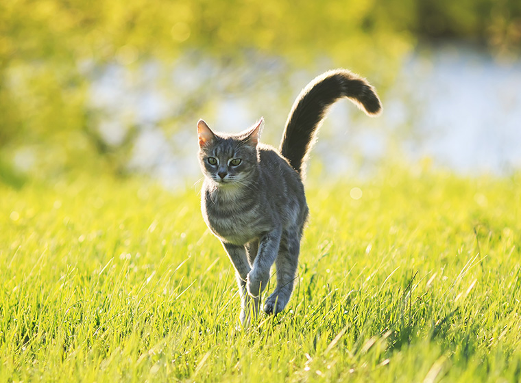 Katze Das Erste Mal Raus