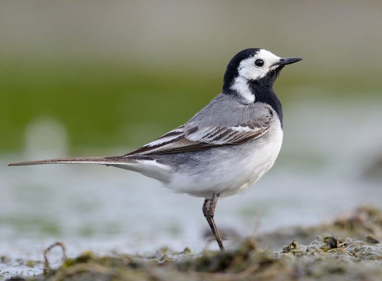 52+ Garten Vogel, In unseren gärten kommen viele vogelarten