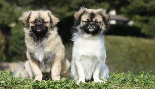 Tibet Spaniel