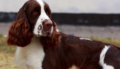 English Springer Spaniel