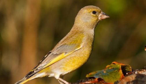 Grünfink Gartenvogel