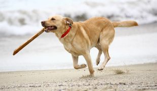 Hundestrände: Strandurlaub mit Hund
