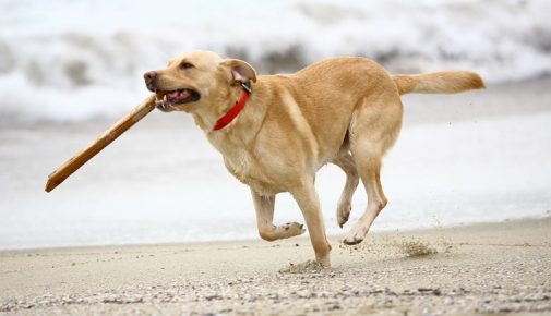 Hundestrände: Strandurlaub mit Hund
