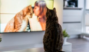 So schauen unsere Haustiere Fernsehen