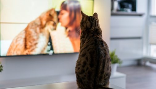 Serien schauen mit dem Haustier