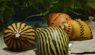 Zebrarennschnecke im Aquarium