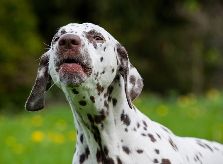 Vokalisation bei Hunden mehr als nur Bellen ZooRoyal Magazin