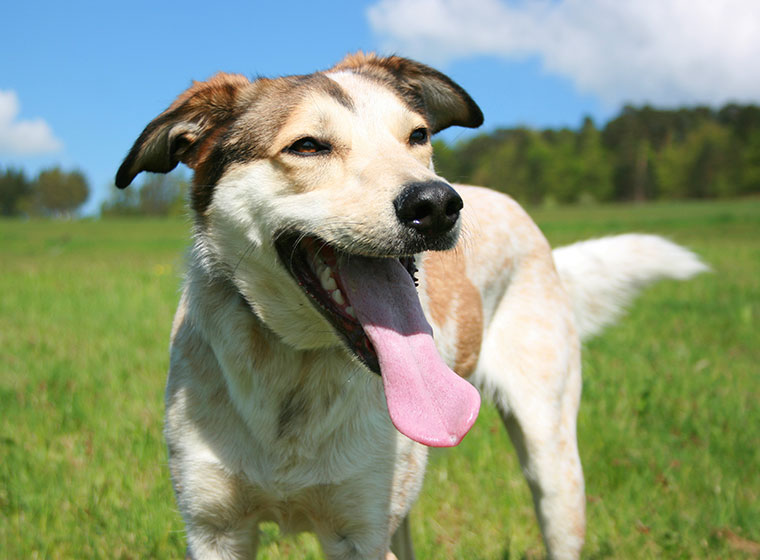 Hunde ipo training im urlaub