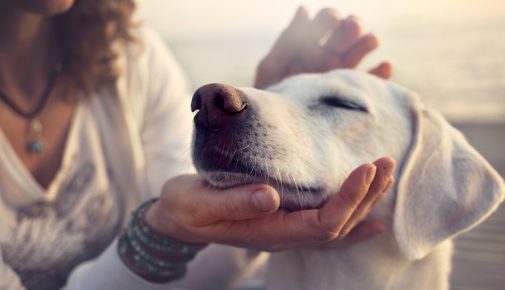 Diabeteswarnhunde