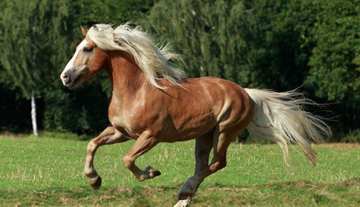 Haflinger im Portrait