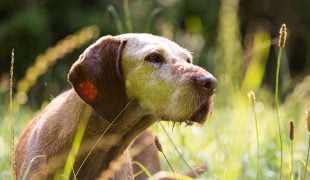 Hund im ALter: Hundesenioren
