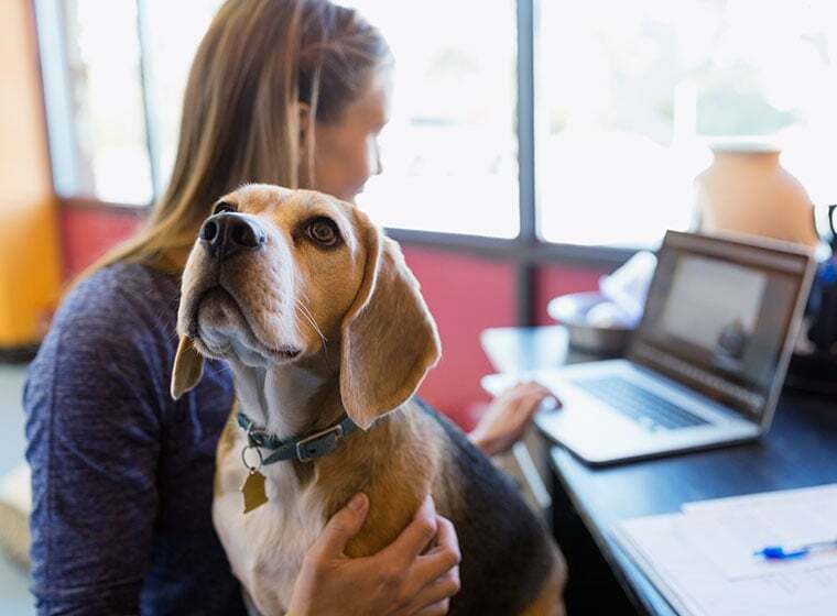 Umfrage Hund im Büro?! ZooRoyal Magazin