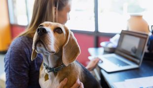 Hund im Büro