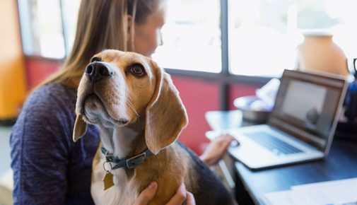 Hund im Büro