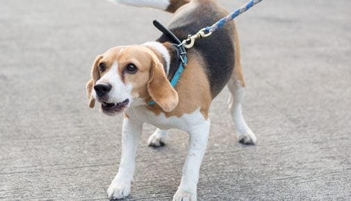 Leinenaggression bei Hunden